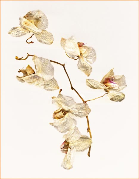 Dying Orchid -4 final_1.jpg